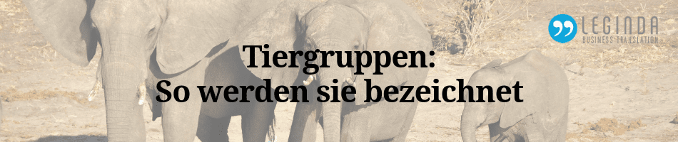 Tiergruppen Blog