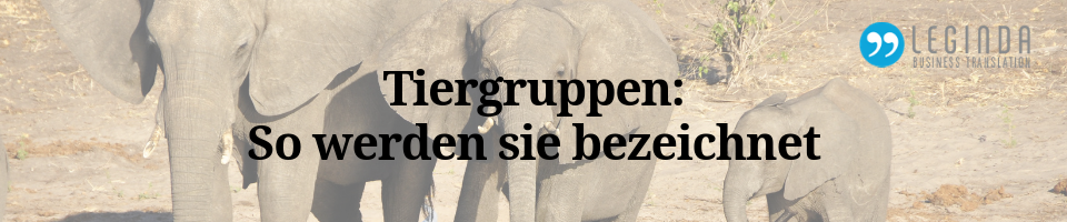 Tiergruppen Blog